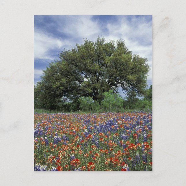 Postal EE. UU., Texas, Marble Falls Paintbrush y (Anverso)
