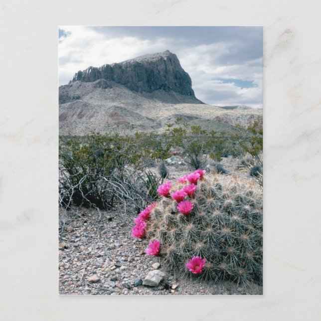 Postal EE.UU., Texas, Parque Nacional Big Bend. Florecer (Anverso)