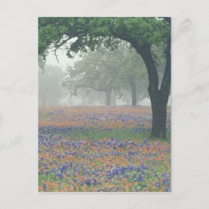 Postal EE. UU., Texas. Pincel de Texas y bluebonnets