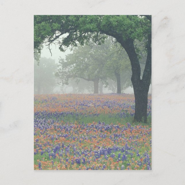 Postal EE. UU., Texas. Pincel de Texas y bluebonnets (Anverso)