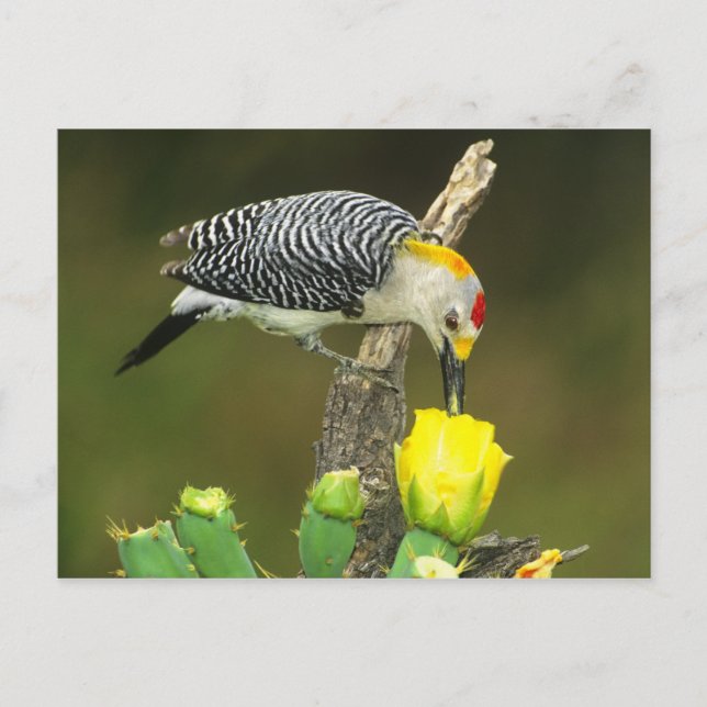 Postal EE.UU., Texas, Rio Grande Valley, McAllen. Hombre (Anverso)