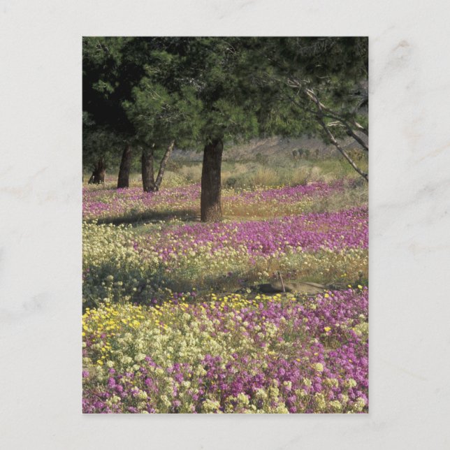 Postal EE.UU., Texas, Sand Verbena y ojos marrones (Anverso)