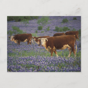 Postal EE. UU., Texas, Texas Hill Country, Hereford