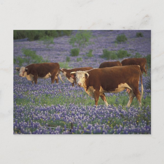 Postal EE. UU., Texas, Texas Hill Country, Hereford (Anverso)