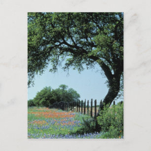 Postal EE. UU., Texas, Texas Hill Country Paintbrush y