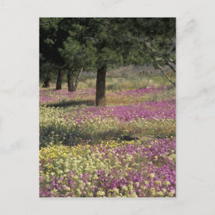 Postal EE. UU., Texas, Verbena de arena y Primrose de ojo