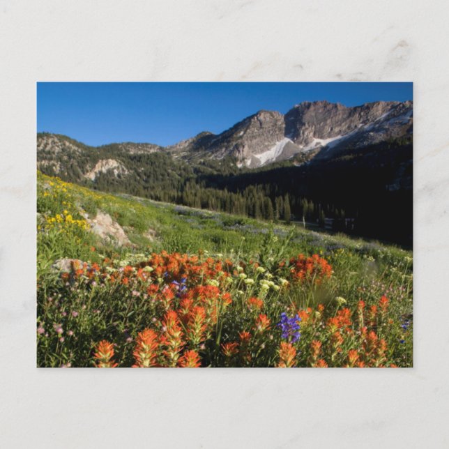 Postal EE. UU., Utah, Bosque Nacional Uinta-Wasatch-Cache (Anverso)
