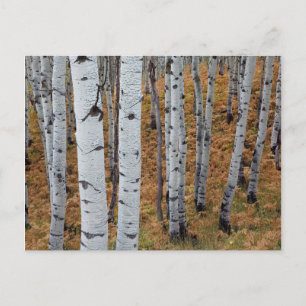 Postal EE. UU., Utah, Bosque Nacional Uinta-Wasatch-Cache