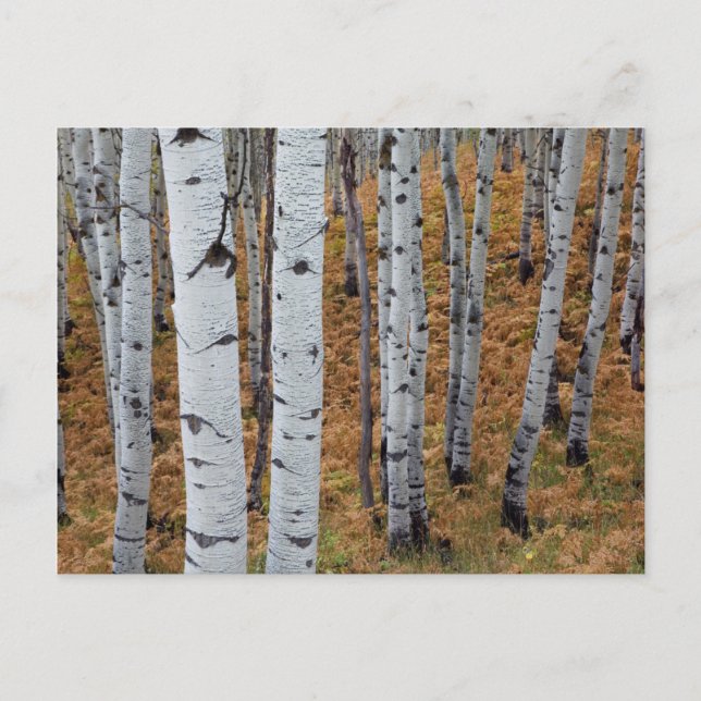 Postal EE. UU., Utah, Bosque Nacional Uinta-Wasatch-Cache (Anverso)