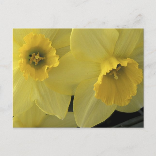Postal EE.UU., Utah, Cache Valley Daffodils (Anverso)