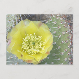 Postal EE.UU., Utah, Canyonlands, NP, Desert Predy Pear