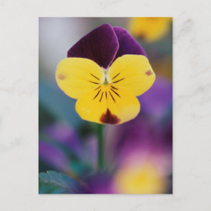 Postal EE. UU., Utah, Primer plano de Viola tricolor en j