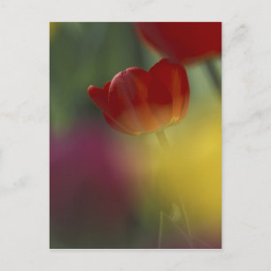 Postal EE. UU., Utah, Tulipanes de Cache Valley en un jar