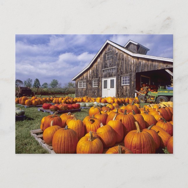 Postal EE. UU., Vermont, Shelbourne, Calabazas (Anverso)