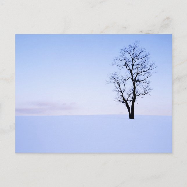 Postal EE. UU., Virginia, condado de Page, falsa acacia (Anverso)