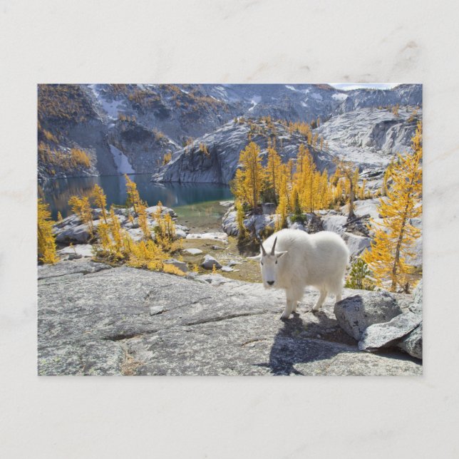 Postal EE. UU., WA, Alpine Lakes WIlderness Enchantments. (Anverso)