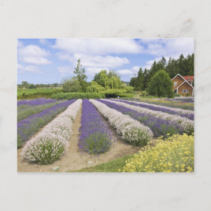 Postal EE. UU., WA, Sequim, granja de lavanda Purple Haze
