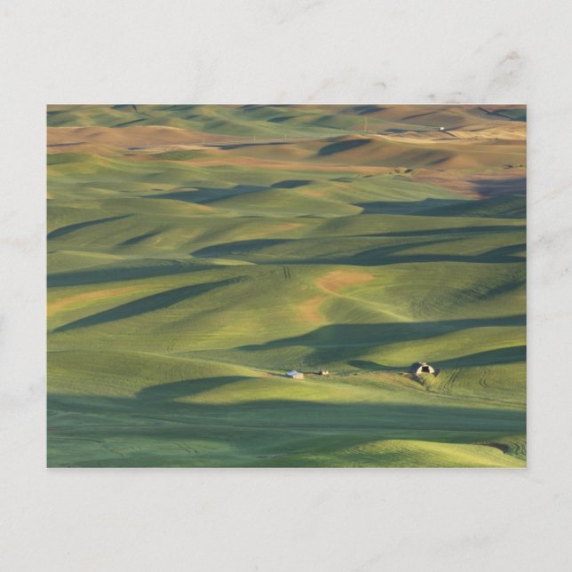Postal EE.UU., WA, Whitman Co., Palouse Farm Fields (Anverso)