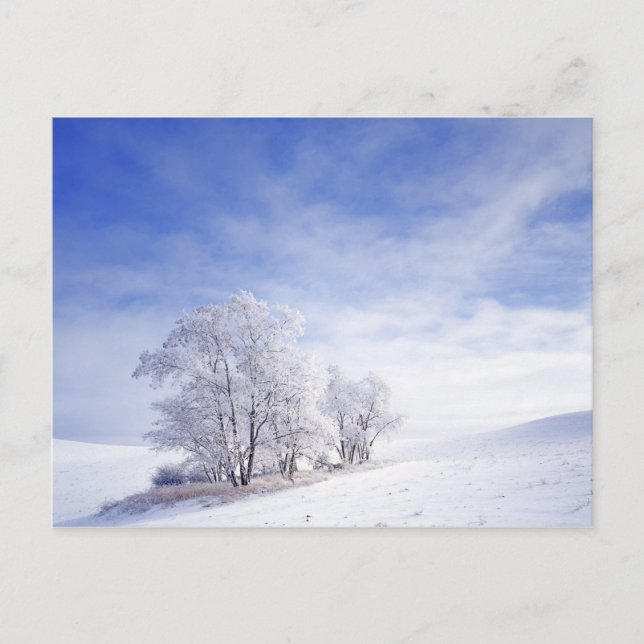Postal EE. UU., Washington, Área de Palouse, Negro Helado (Anverso)