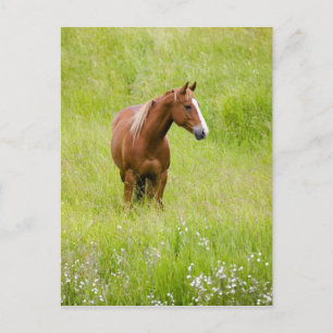Postal EE. UU., Washington, Caballo en Campo de Primavera