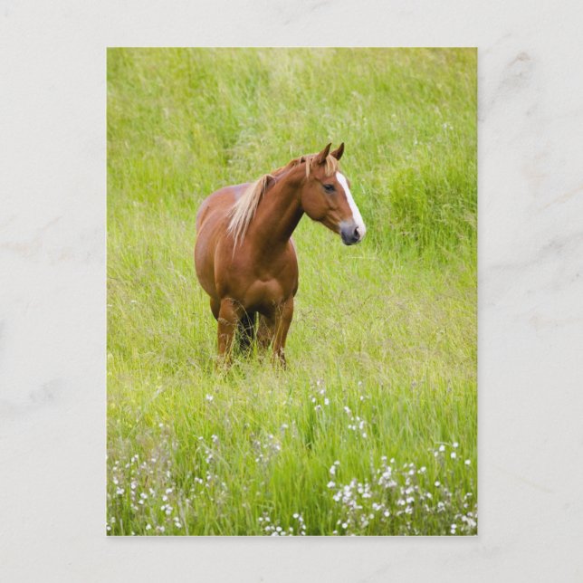 Postal EE. UU., Washington, Caballo en Campo de Primavera (Anverso)