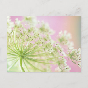 Postal EE.UU., Washington, Cierre del chiflado de vaca