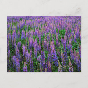 Postal EE.UU., Washington, condado de Clallam, Lupine