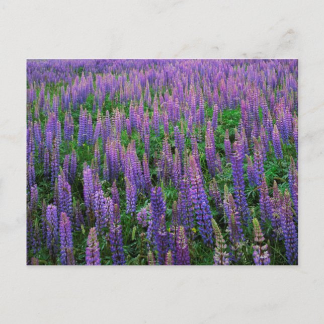 Postal EE.UU., Washington, condado de Clallam, Lupine (Anverso)