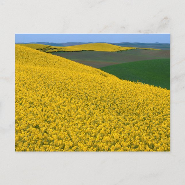 Postal EE.UU., Washington, condado de Whitman, Palouse, C (Anverso)