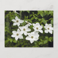 EE. UU., Washington, Cornejo del Pacífico, Cornus