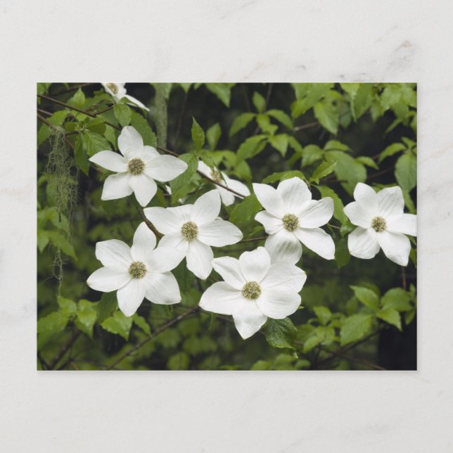 Postal EE. UU., Washington, Cornejo del Pacífico, Cornus (Anverso)