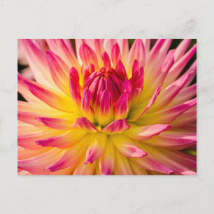 Postal EE. UU., Washington. Detalle de la flor de dalia