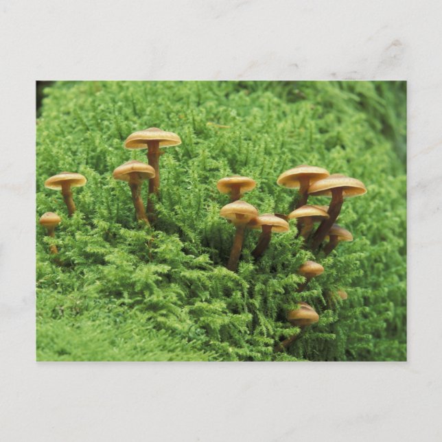 Postal EE. UU., Washington. Helechos y hongos (Anverso)