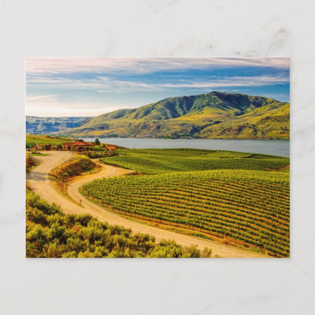 Postal EE.UU., Washington, Lago Chelan. Benson Vineyards (Anverso)