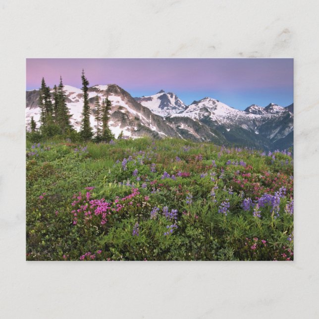 Postal EE. UU., Washington, Montañas Cascade, Norte (Anverso)