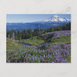 Postal EE. UU., Washington Mt. Adams Wilderness, praderas