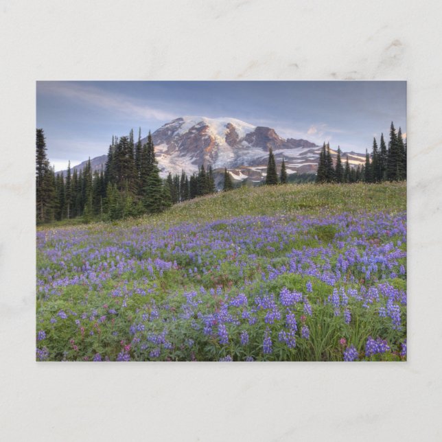 Postal EE. UU., Washington, Mt. Rainier NP, Mt. Rainier y (Anverso)