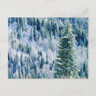 Postal EE. UU., Washington, Mt. Spokane State Park, Aspen