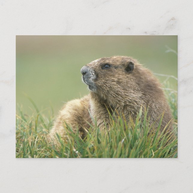 Postal EE.UU., Washington, NP olímpico, marmota olímpica (Anverso)