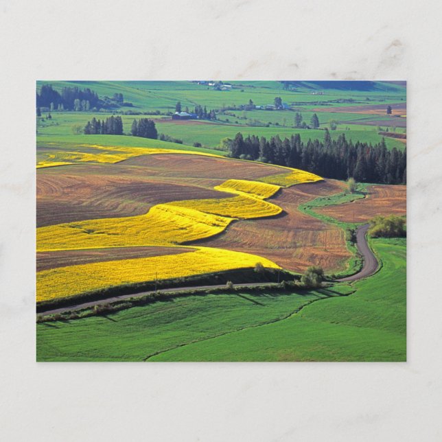 Postal EE.UU., Washington, Palouse, condado de Whitman 2 (Anverso)