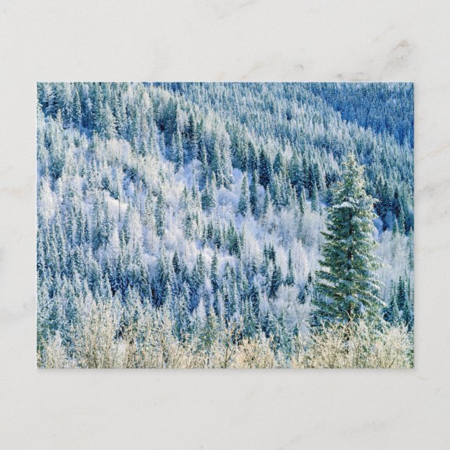 Postal EE. UU., Washington, Parque Estatal Mt. Spokane, A (Anverso)
