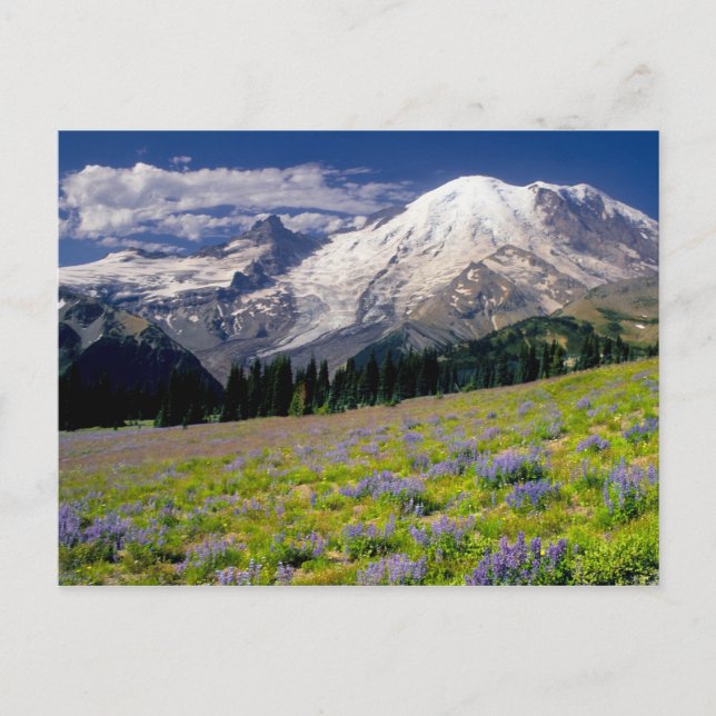 Postal EE. UU., Washington, Parque Nacional Mt. Rainier. (Anverso)