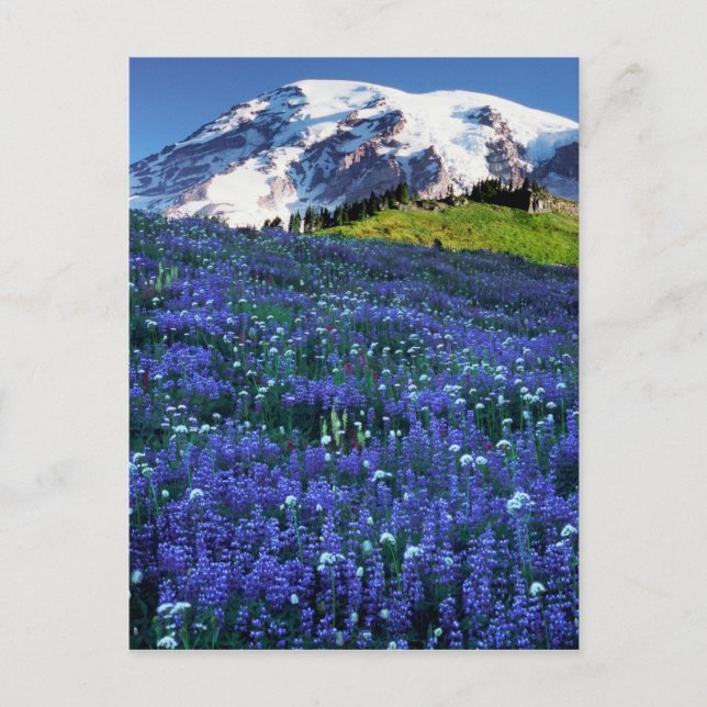 Postal EE. UU., Washington, Parque Nacional Mt. Rainier.  (Anverso)
