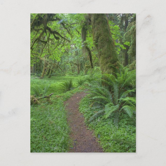 Postal EE. UU., Washington, Parque Nacional Olímpico, (Anverso)