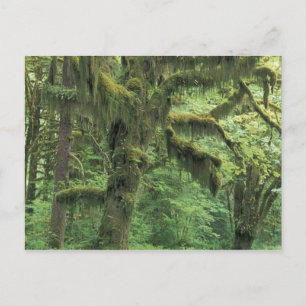 Postal EE. UU., Washington, Parque Nacional Olímpico.