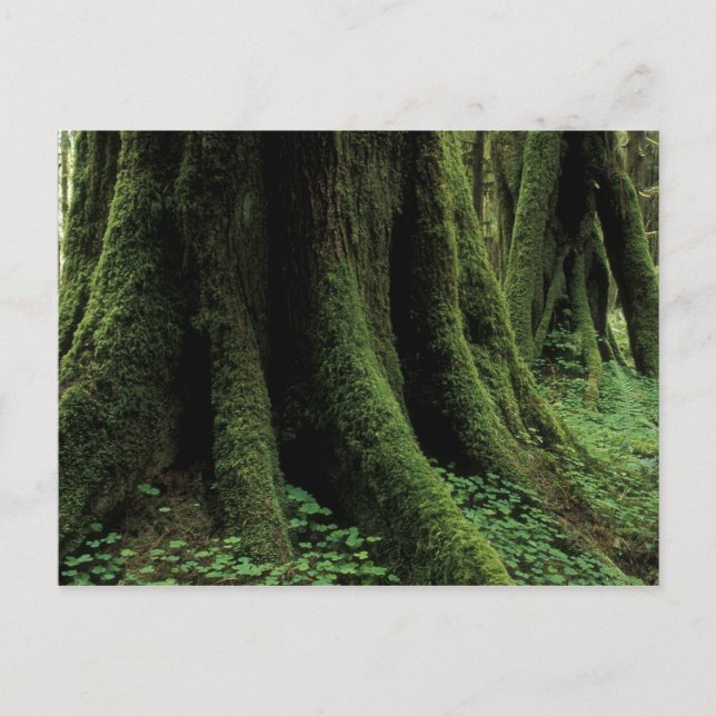 Postal EE. UU., Washington, Parque Nacional Olímpico, 2 (Anverso)