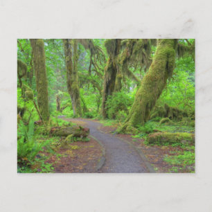 Postal EE. UU., Washington, Parque Nacional Olímpico, Hoh
