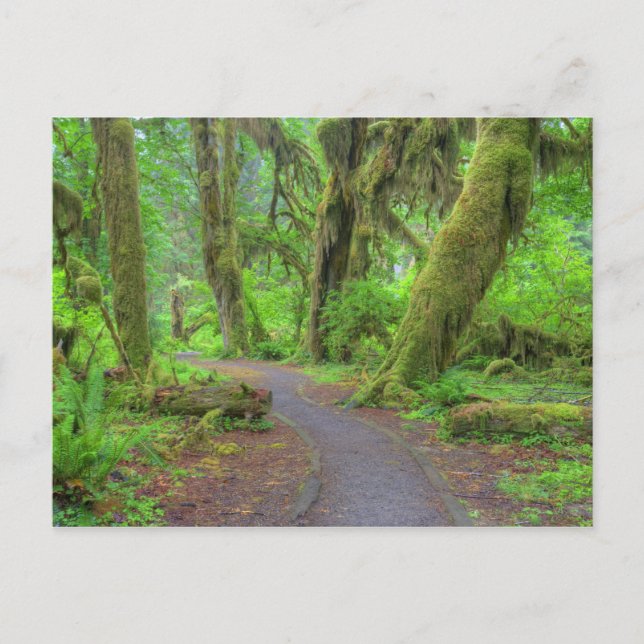 Postal EE. UU., Washington, Parque Nacional Olímpico, Hoh (Anverso)