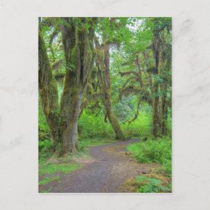 Postal EE. UU., Washington, Parque Nacional Olímpico, Hoh