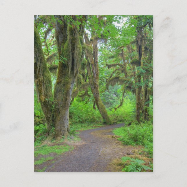 Postal EE. UU., Washington, Parque Nacional Olímpico, Hoh (Anverso)